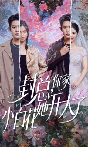 短剧《封总，你家小白花她开大了》海报