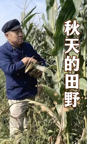 短剧秋天的田野海报