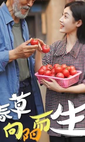 短剧《春草向阳而生》海报