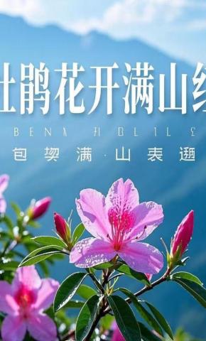 短剧《杜鹃花开满山红》海报