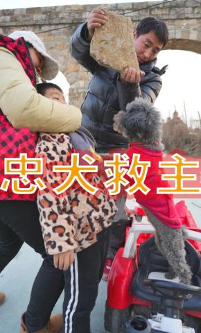 短剧忠犬救主海报