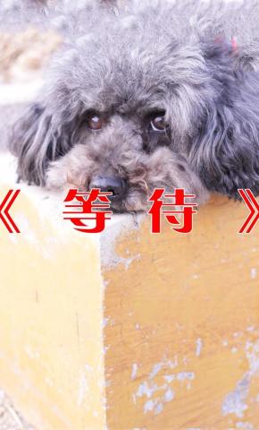 短剧《等待》海报