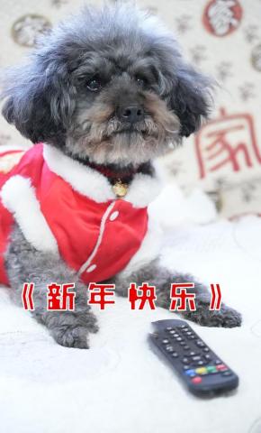 短剧《新年快乐》海报
