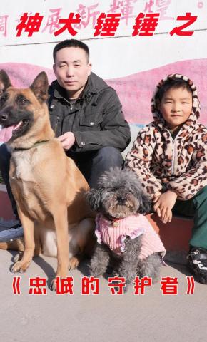 短剧《神犬锤锤之忠诚的守护者》海报