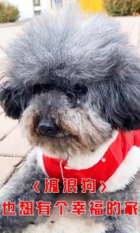 短剧《流浪狗也想有个幸福的家》海报