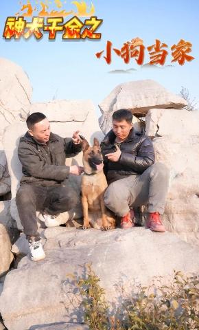 短剧神犬千金之小狗当家海报