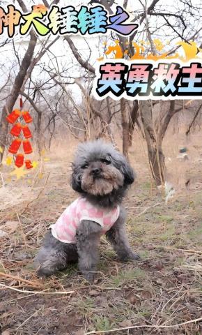 短剧神犬锤锤之英勇救主海报