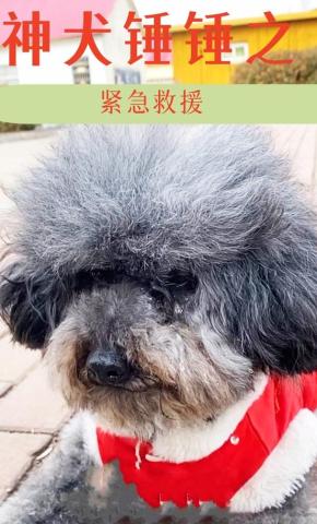 短剧《神犬锤锤之紧急救援》海报