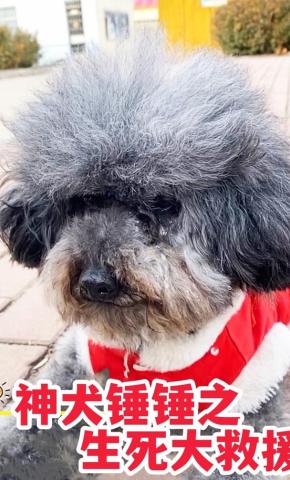 短剧神犬锤锤之生死大救援海报