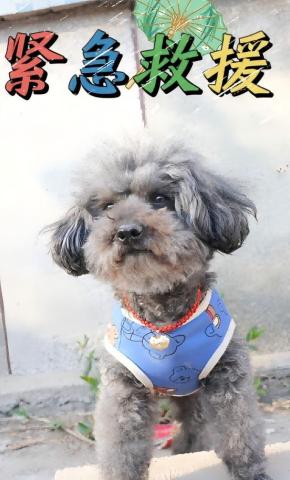 短剧《紧急救援》海报