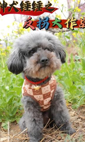 短剧神犬锤锤之反拐大作战海报