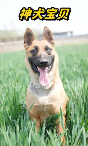 短剧神犬宝贝海报