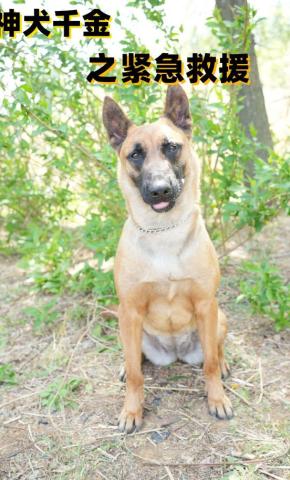 短剧《神犬千金之紧急援救》海报