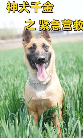短剧神犬千金之紧急营救海报