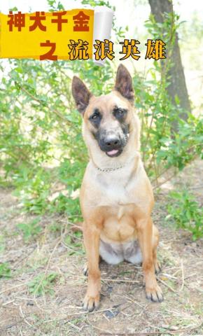 短剧《神犬千金之流浪英雄》海报