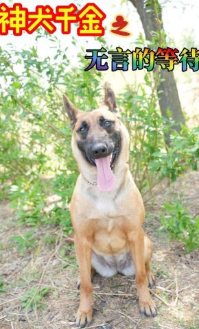 短剧神犬千金之无言的等待海报
