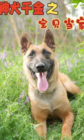 短剧《神犬千金之宝贝当家》海报