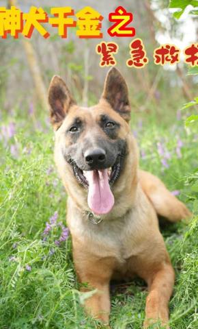 短剧神犬千金之紧急救援海报