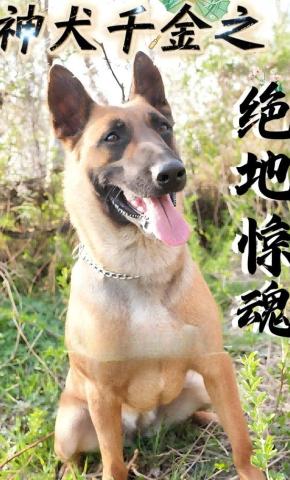 短剧《神犬千金之绝地惊魂》海报