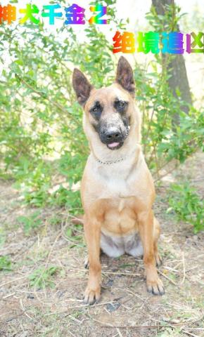 短剧神犬千金之绝境追凶海报