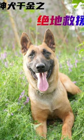 短剧神犬千金之绝地救援海报
