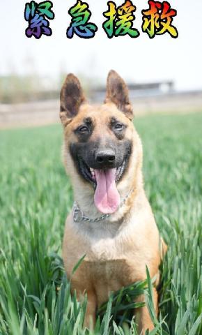 短剧紧急援救海报