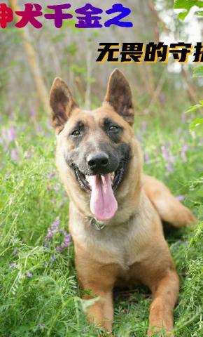 短剧《神犬千金之无畏的守护》海报
