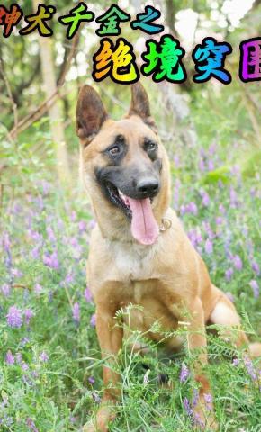 短剧《神犬千金之绝境突围》海报