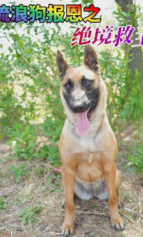 短剧《流浪狗报恩之绝境救主》海报
