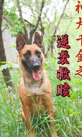 短剧神犬千金之逆袭救赎海报