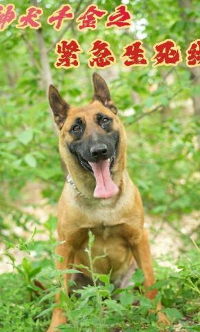 短剧《神犬千金之紧急生死线》海报