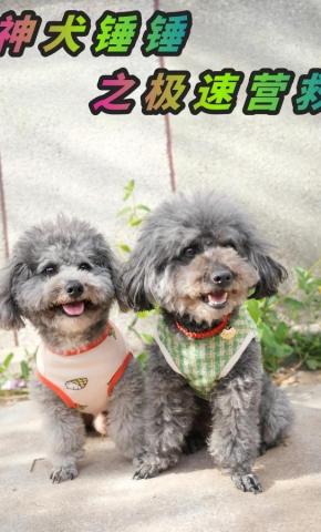 短剧神犬锤锤之极速营救海报