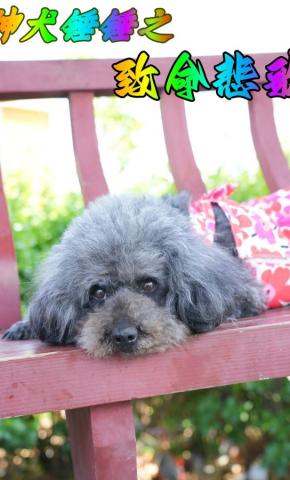 短剧神犬锤锤之致命悲歌海报