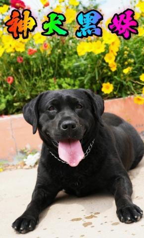 短剧神犬黑妹海报