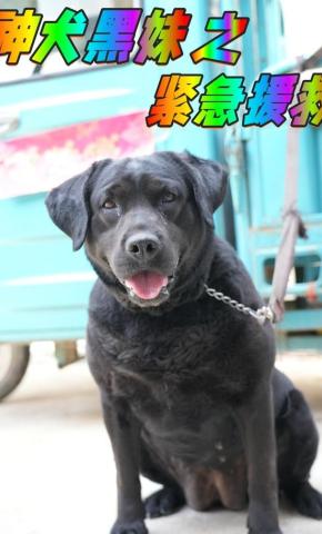 短剧《神犬黑妹之紧急援救》海报