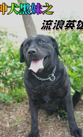 短剧神犬黑妹之流浪英雄海报