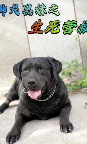 短剧《神犬黑妹之生死营救》海报