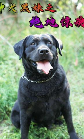 短剧神犬黑妹之绝地惊魂海报