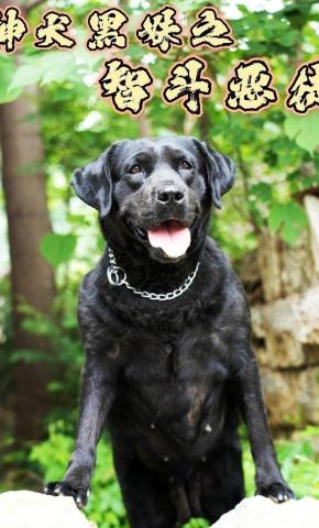 短剧《神犬黑妹之智斗恶徒》海报