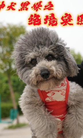 短剧《神犬黑妹之绝境突围》海报