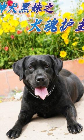 短剧《神犬黑妹之犬魂护主》海报