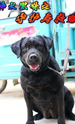 短剧神犬黑妹之守护与救赎海报