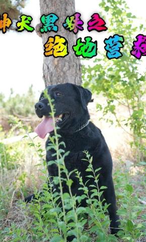 短剧《神犬黑妹之绝地营救》海报