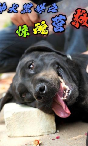 短剧《神犬黑妹之惊魂营救》海报