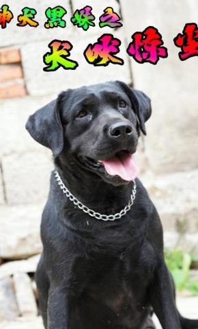 短剧《神犬黑妹之犬吠惊尘》海报