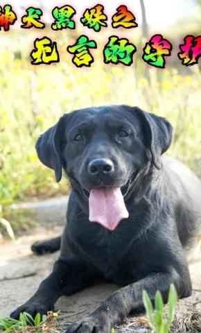 短剧《神犬黑妹之无言的守护》海报