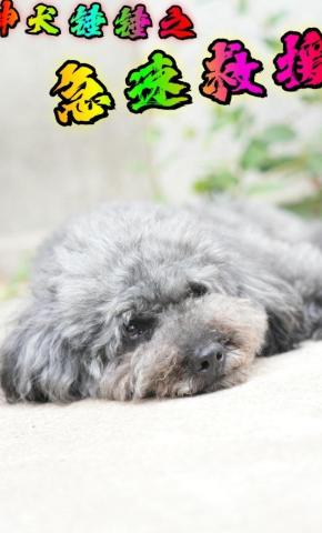 短剧《神犬锤锤之急速救援》海报