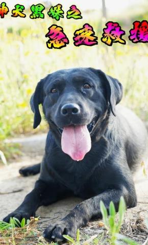 短剧神犬黑妹之急速救援海报