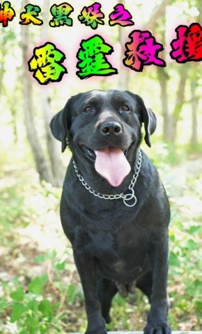 短剧神犬黑妹之雷霆救援海报