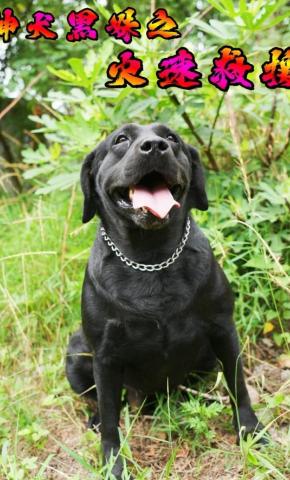 短剧神犬黑妹之火速救援海报